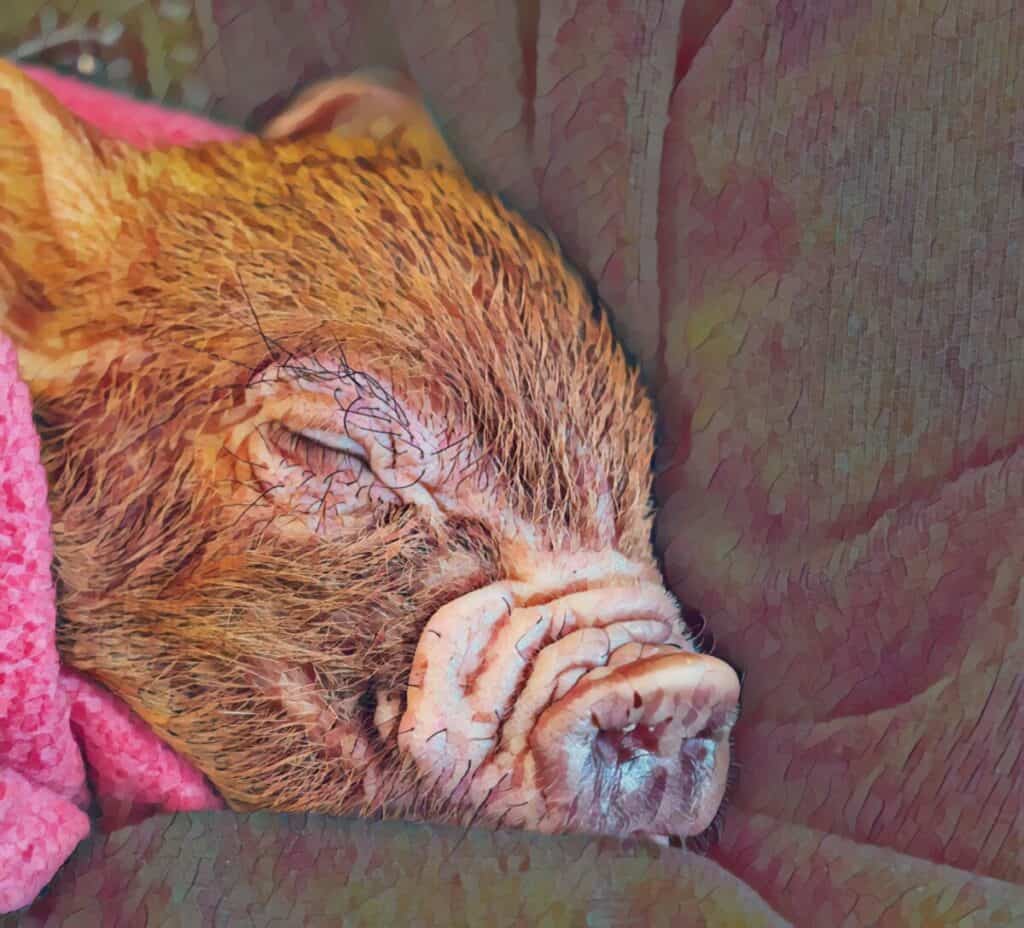 Take care of a pig by knowing their needs