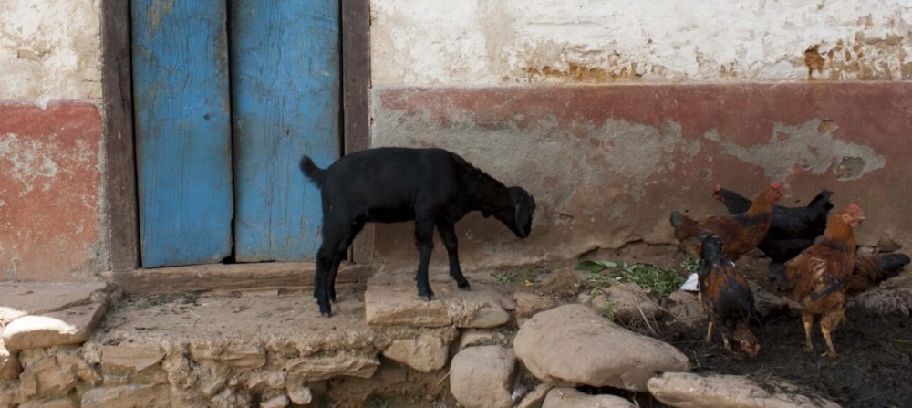 Tips for houseing goats and chickens together