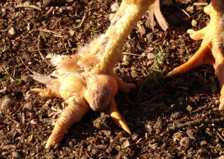 Lame Chickens: Infections, Diseases, Common Injuries- Causes
