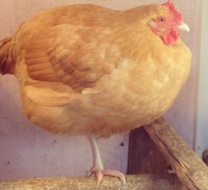chickens can loose a leg from an injury or disease (1)