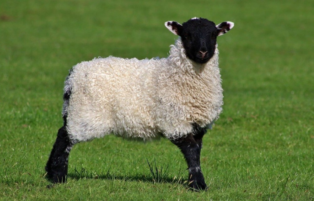 even pet lambs love it outside