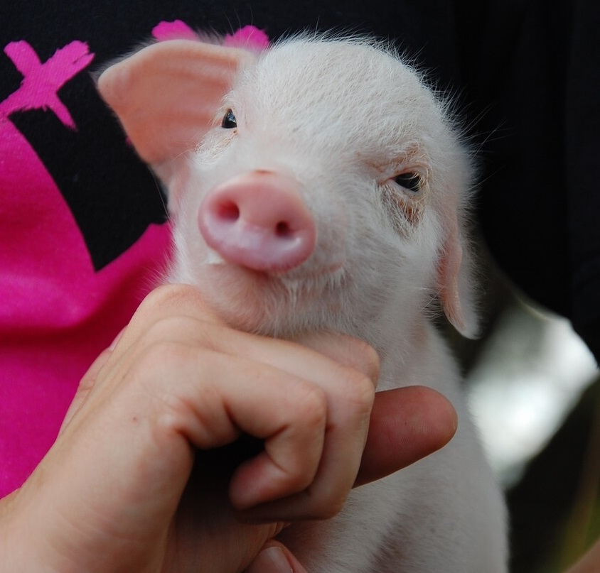 piglets take 6 yrs to grow to full size (1)