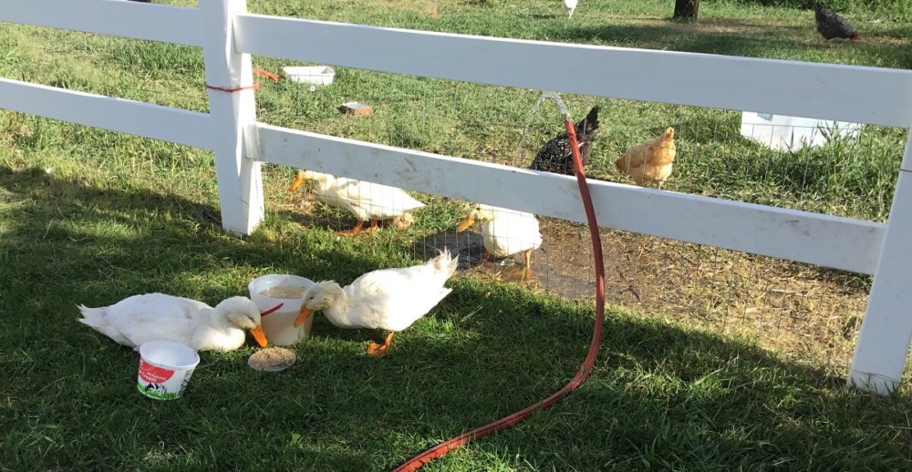 Ducks love running water (1)