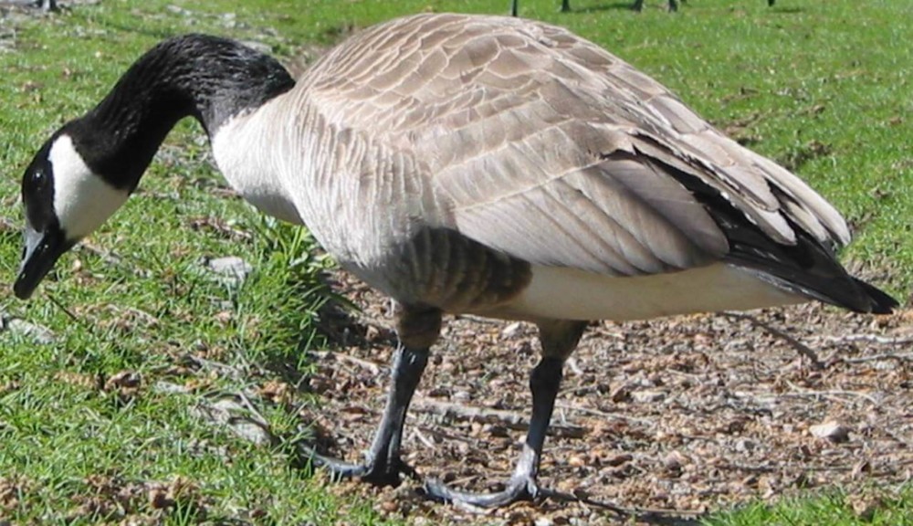 Geese prefer other geese as company (1)