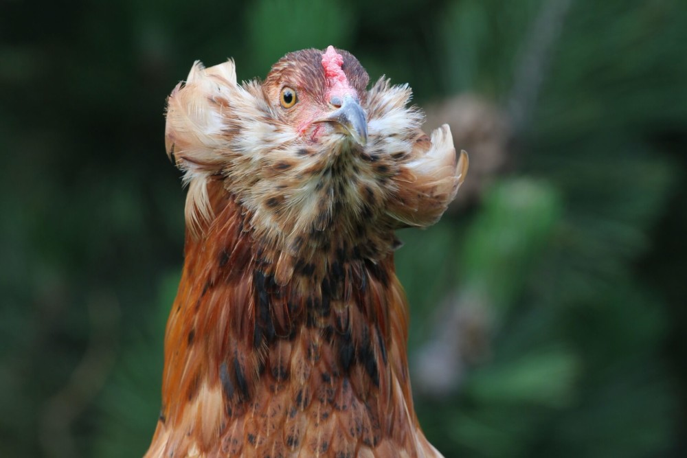 Araucana chicken tufts are not always uniform (1)