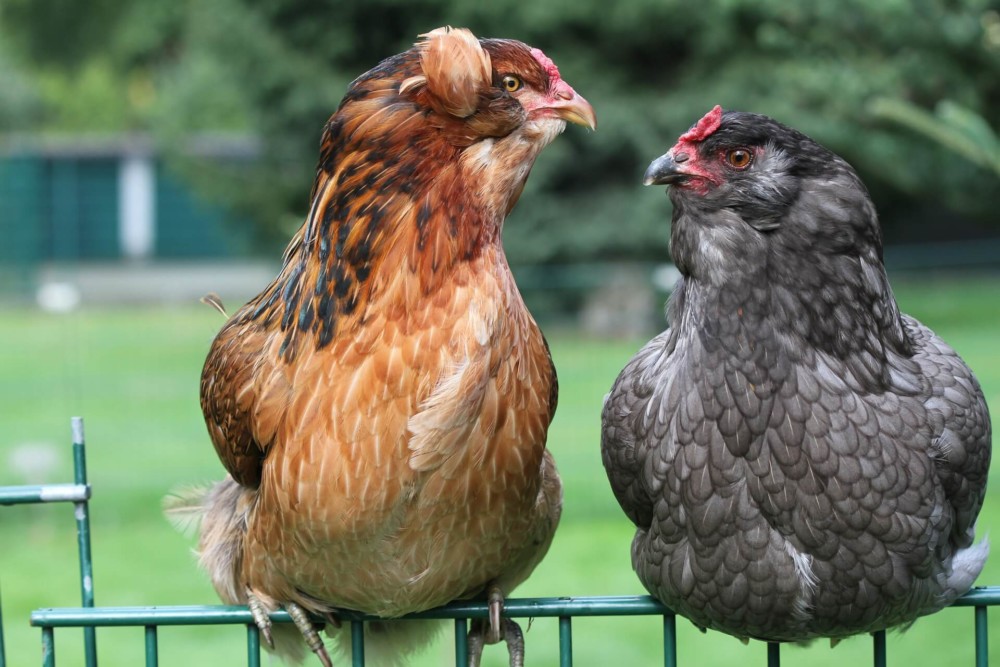 Araucana chickens have tufts on their cheeks (1)
