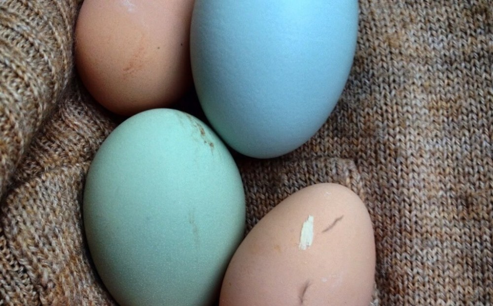 Araucana chickens lay very blue eggs while Easter Eggers lay more green eggs 1 (1)