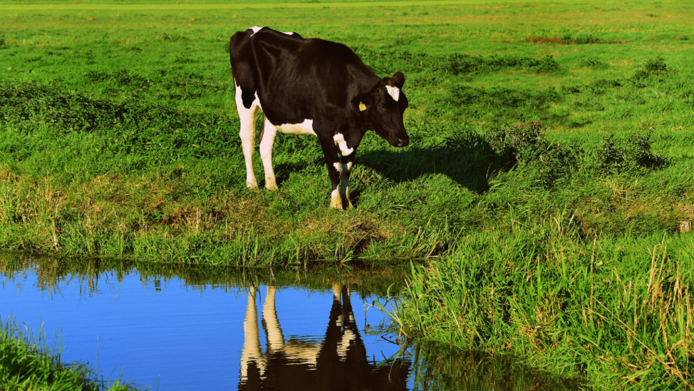 Cows obtain traces of salt from plants (1)
