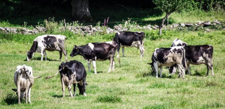  why do cows need salt how much and how often 