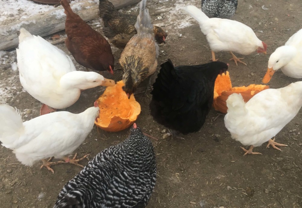 Hens especially enjoy fresh produce in the winter (1)