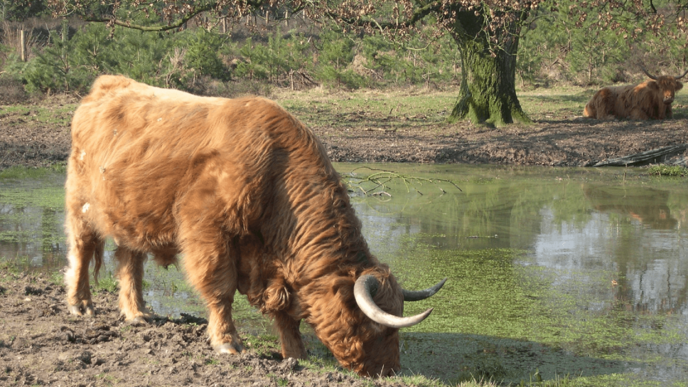 cattle need salt to regulate their internal water (1)