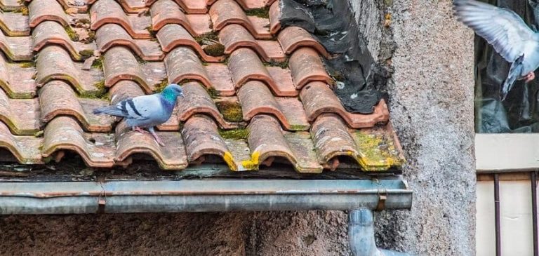 how-to-keep-pigeons-off-your-roof-1 | Best Farm Animals