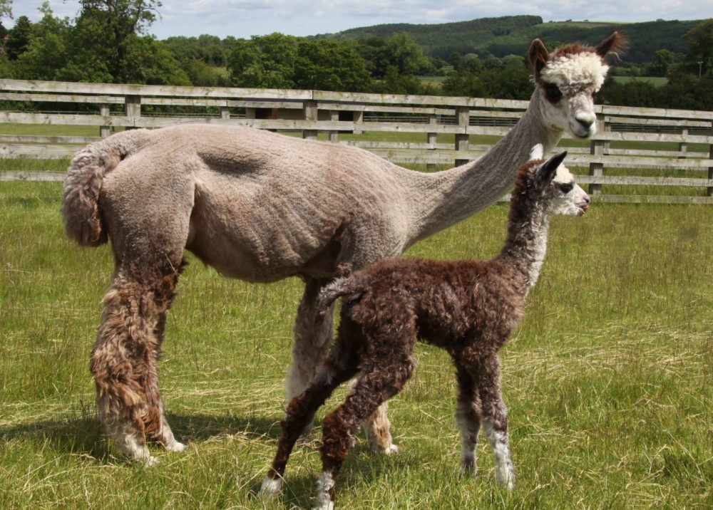 Alpacas are friendly and docile (1)