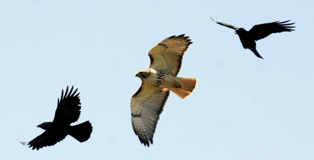 Crows chasing hawk (1)