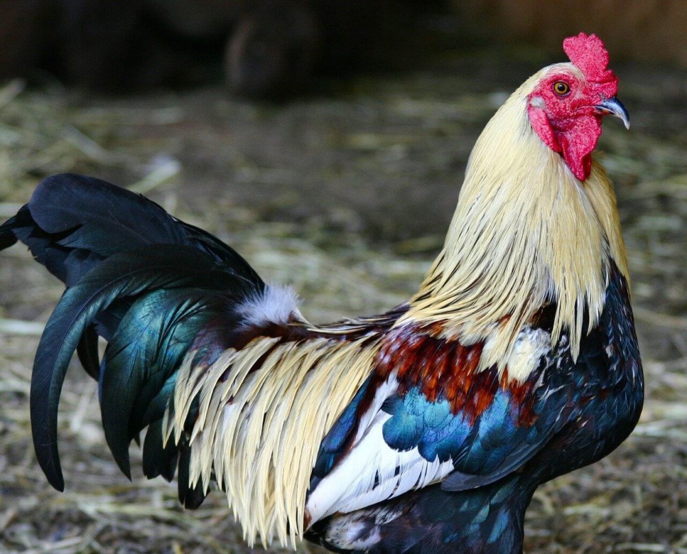 Roosters add beauty to the flock (1)