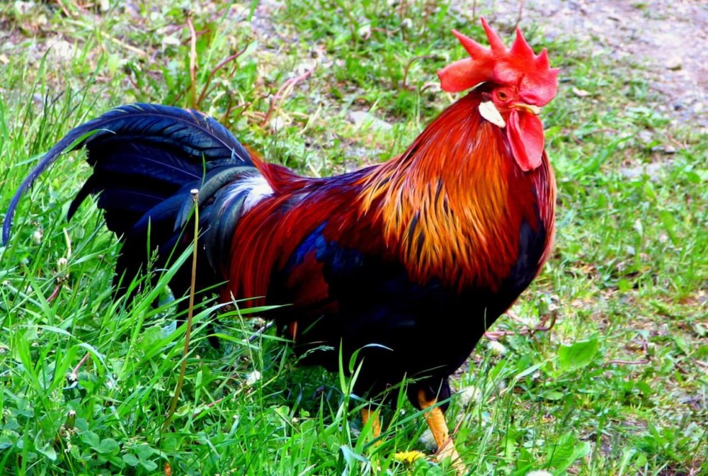 Roosters Crow All The Time1 1 Best Farm Animals   Roosters Crow All The Time1 1 