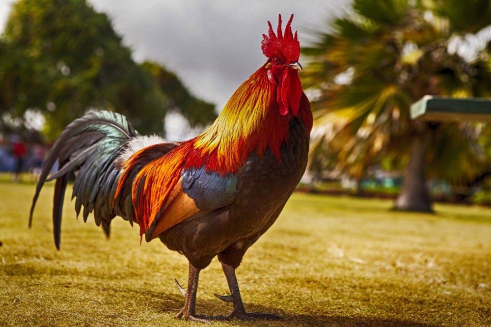 Roosters protect chickens from hawks by watching the sky (1)