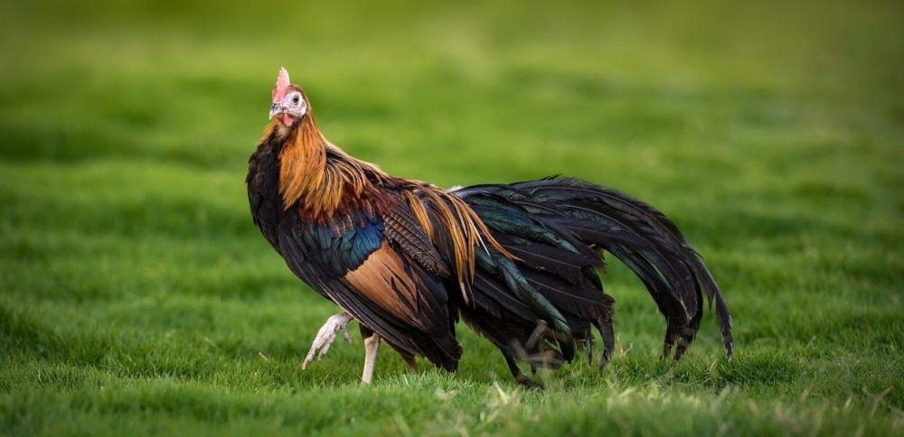 Roosters stop flock bullying1 (1)