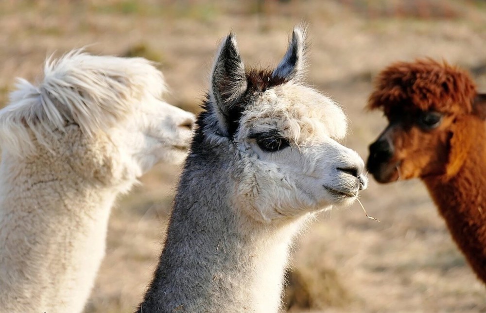 alpacas are profitable livestock (1)