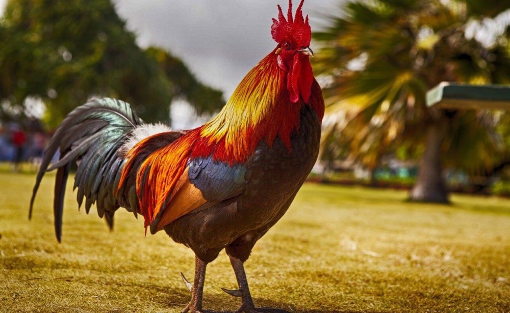 A rooster stare is a first sign of aggression (2