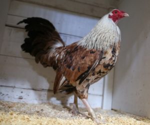 An Oxford English Game rooster is more aggressive (2)