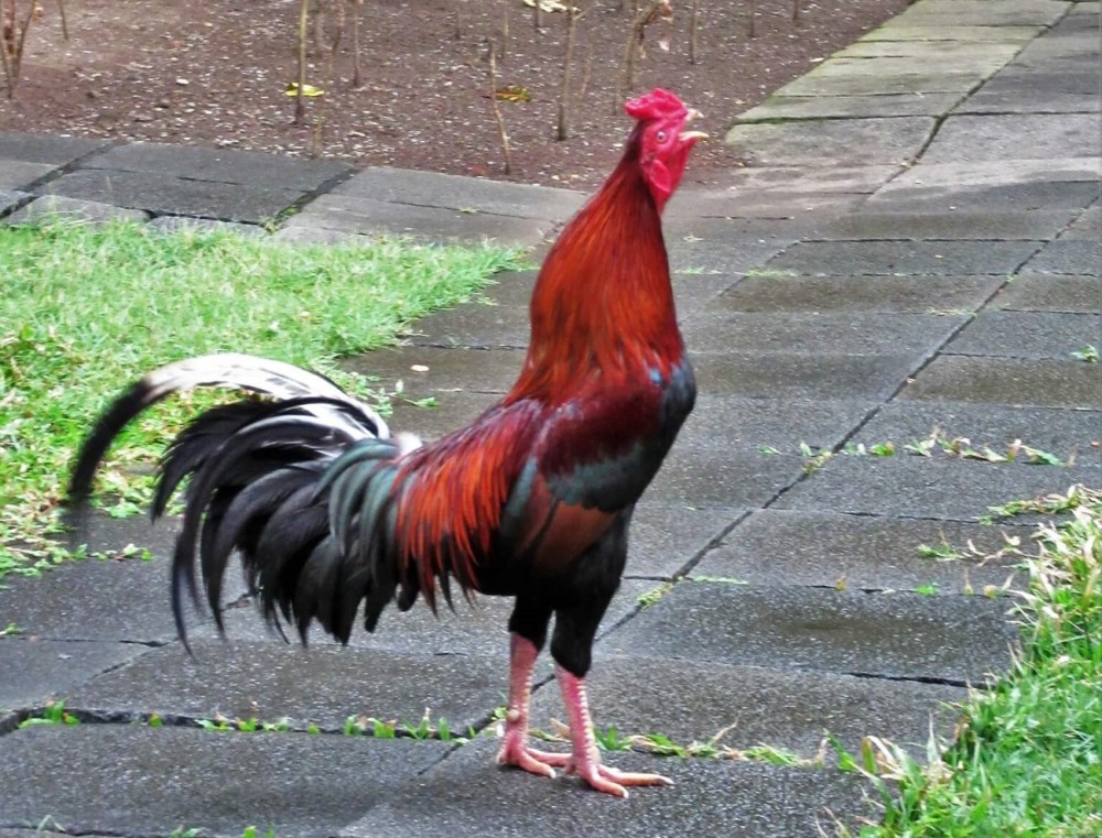 Asian fowls are usually aggressive roosters (2)
