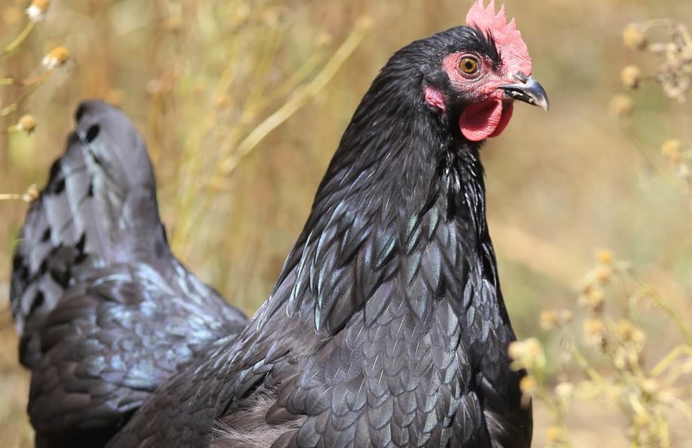 Australorp chickens are nice (2)