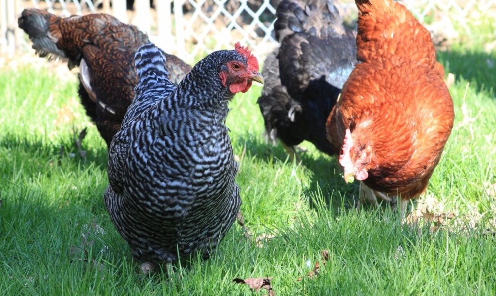 Barred Rock roosters are non-aggressive (2)