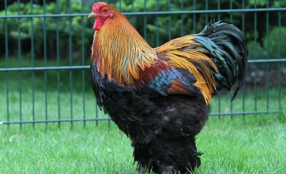 Brahma roosters are very mellow (2)