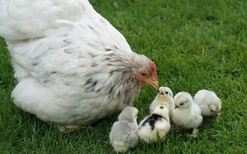 Cochin roosters are docile (2)