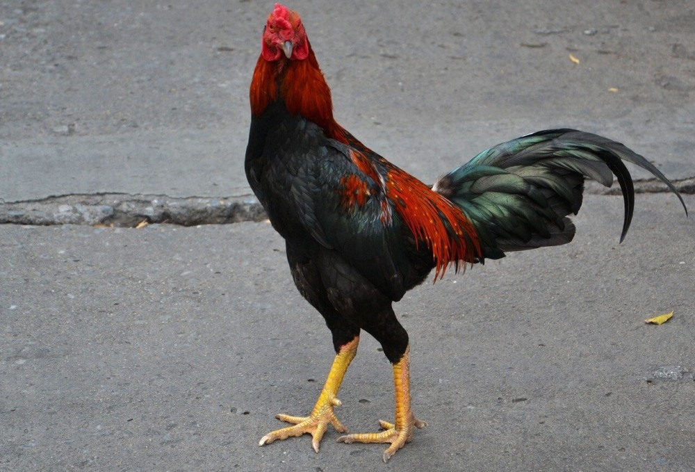 Gamebird breeds tend to produce more aggressive roosters 2