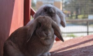 How to protect rabbits from predators (2)