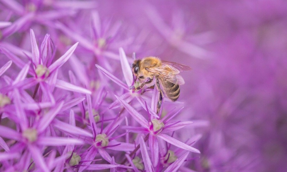 Plant flowers for each season (2)