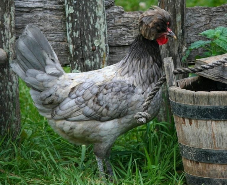13 Calm Chicken Breeds Perfect For Kids (Even Roosters)