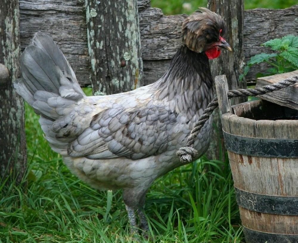 Polish chickens are very friendly (2)