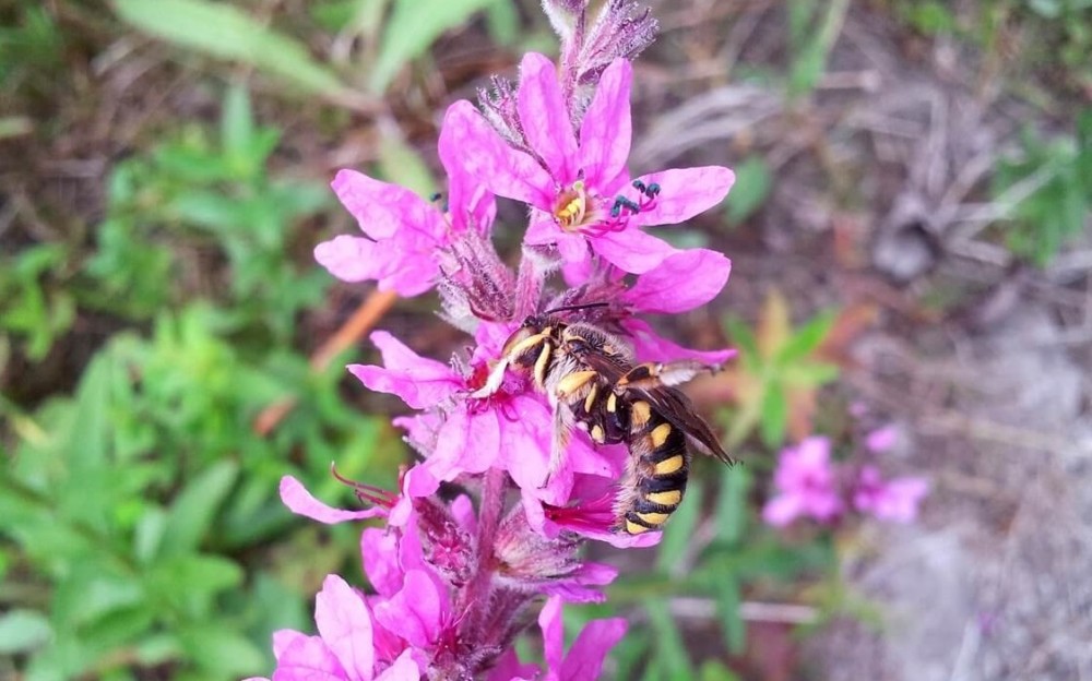 Single petal flowers attract bees (2) - BestFarmAnimals