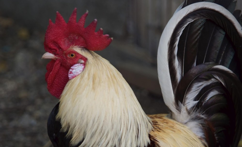 Some rooster breeds are mellow (2)
