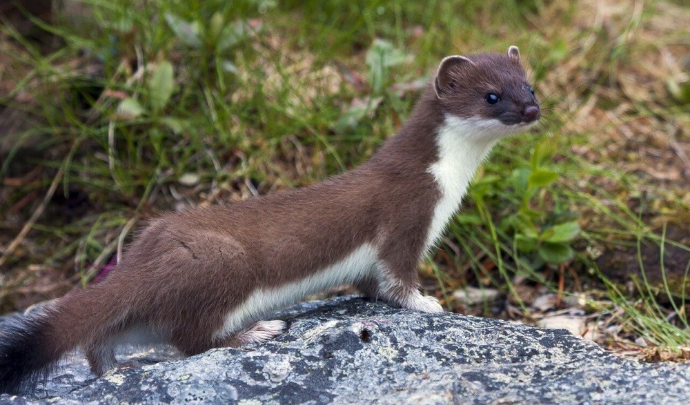 Weasels love rabbits (2)