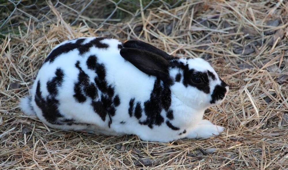 rabbits need resources to keep warm (2)