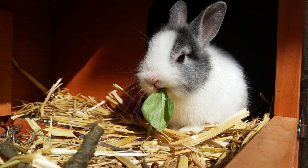 rabbits use hay to keep warm (2)