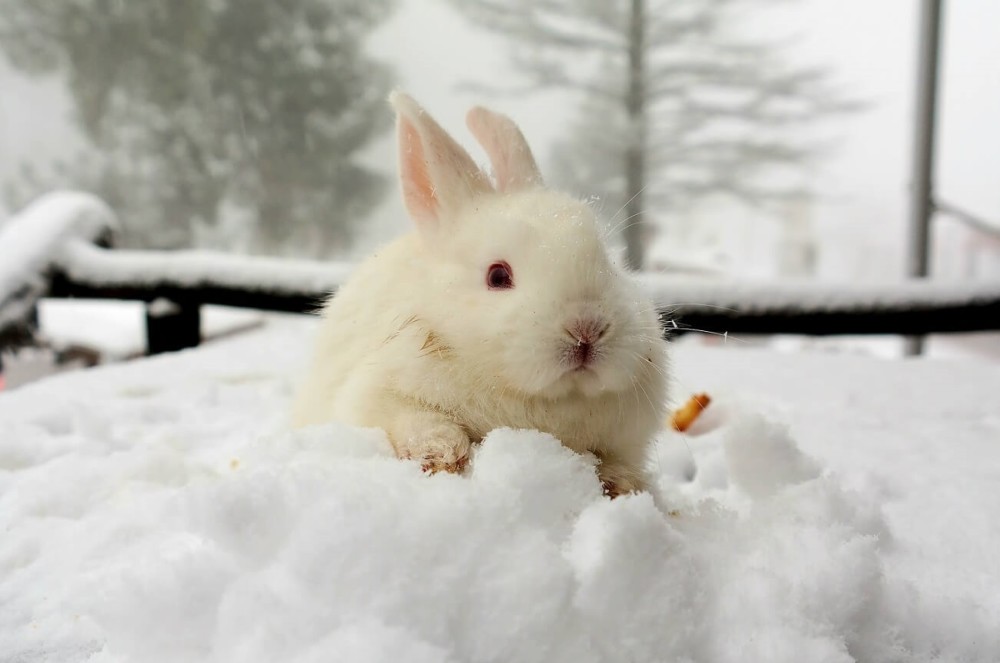 snow brings out playfulness in bunnies (2