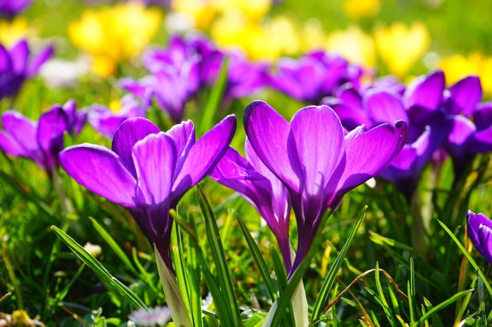 Early crocus provides spring food for bees just out of hibernation (1)