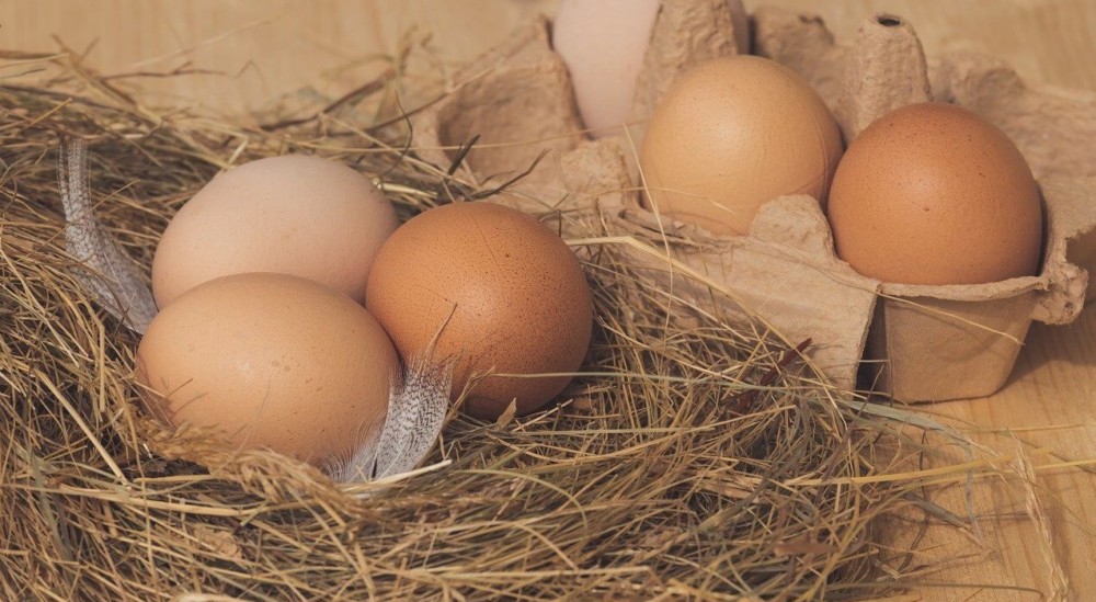 Keep fresh eggs safe from hens (2