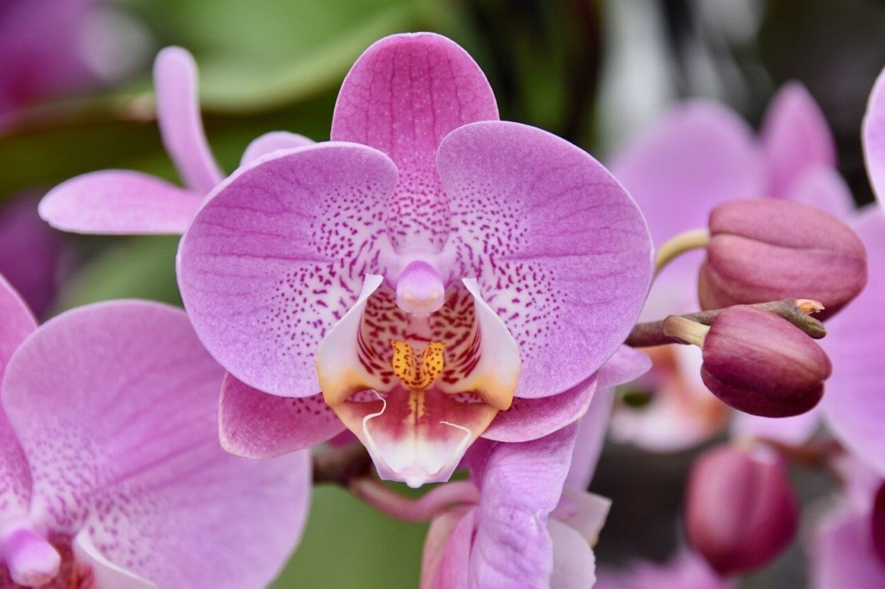 Orchids are a lovely allergy-free flower (1)