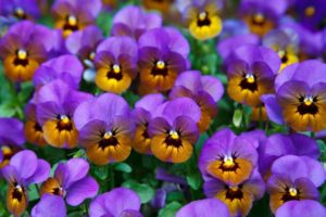 Pansies are great for an allergy free garden and bees (1)