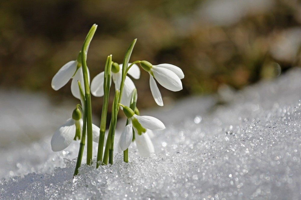 Snowdrops don't cause hayfever, but do provide bee food early in the spring (1)