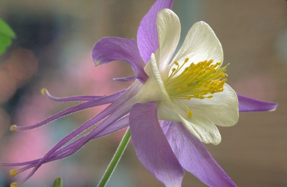 Columbine relies on insects for pollination, not the wind (1)