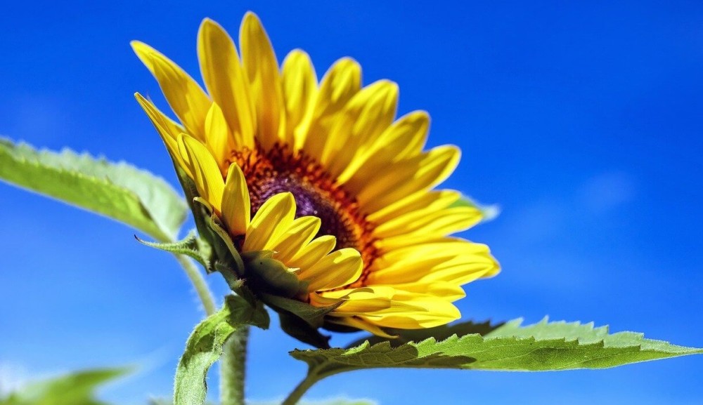 sunflower hearts, seeds, and flowers make a tasty snack (2)