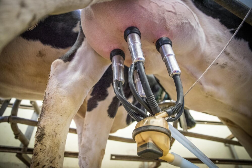 Automatically milking cows can help prevent mastitis (1)
