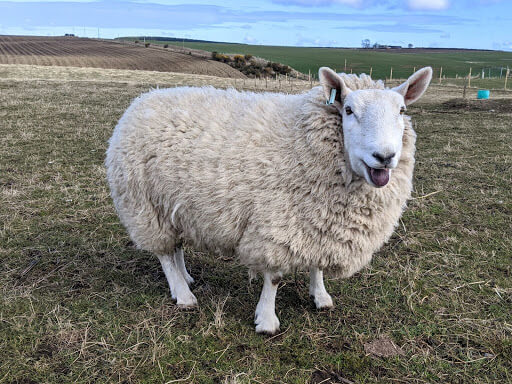 Cheviot Sheep are Very cold hardy (1)